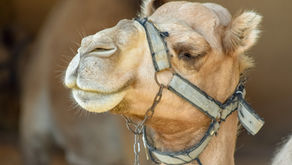 The Immune System of Camels
