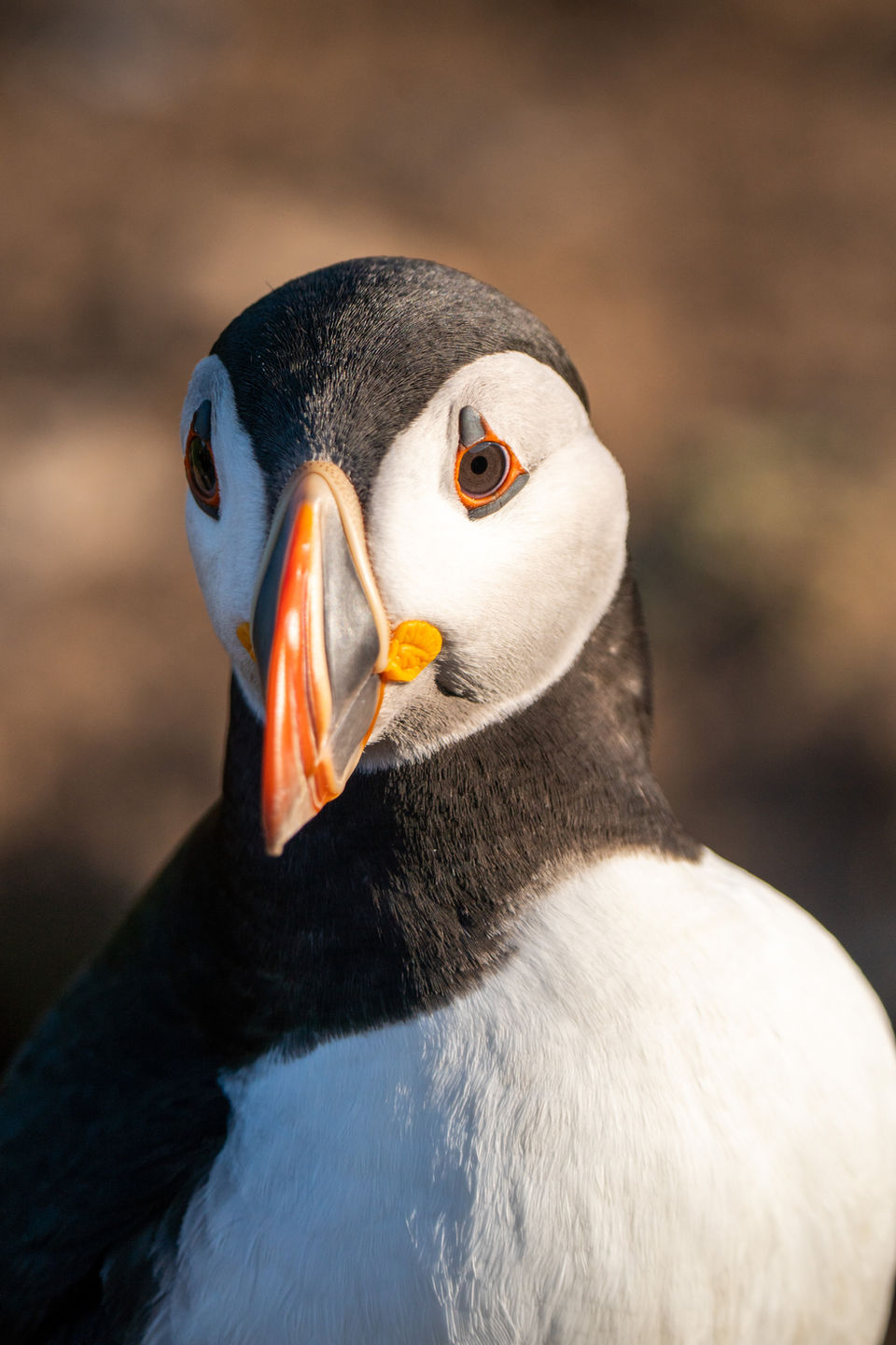 Puffin at sunset