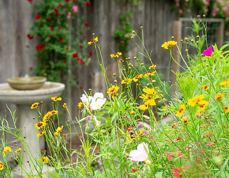 Pollinator Garden.jpeg