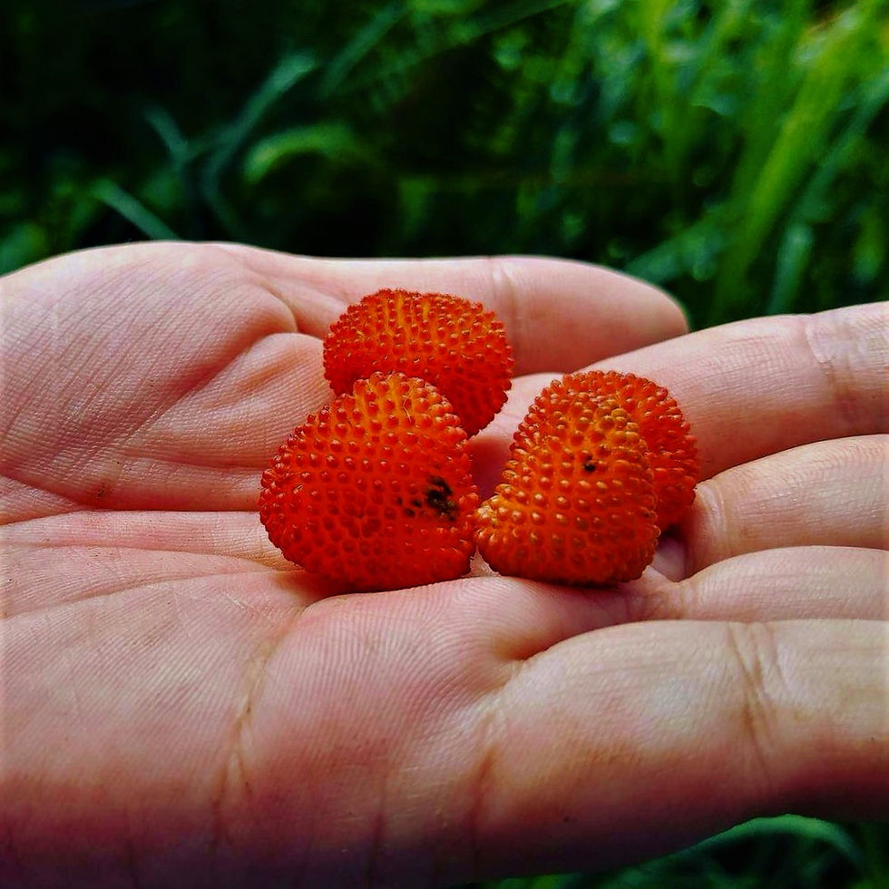 Things you see in the wild - wild strawberies