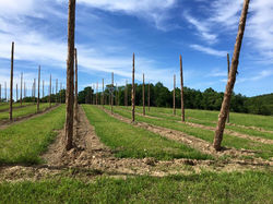 hopsfarm