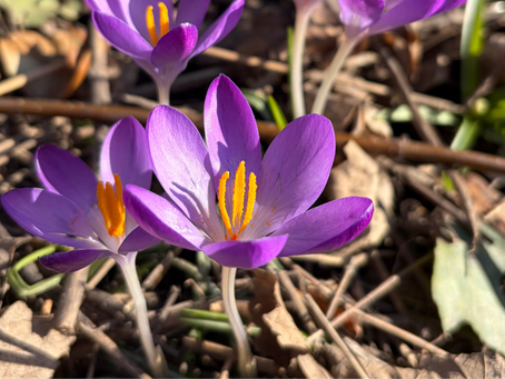 Spring on the Horizon