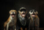Barkaton landing page background 3.jpg