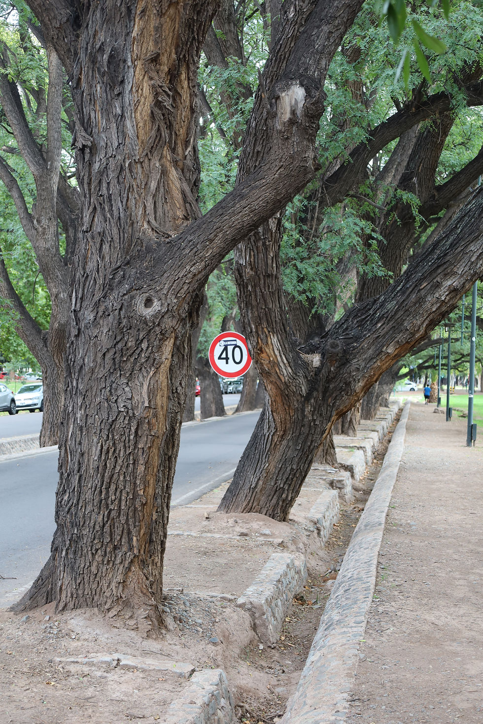 acequias — canais que irrigam as raízes das árvores
