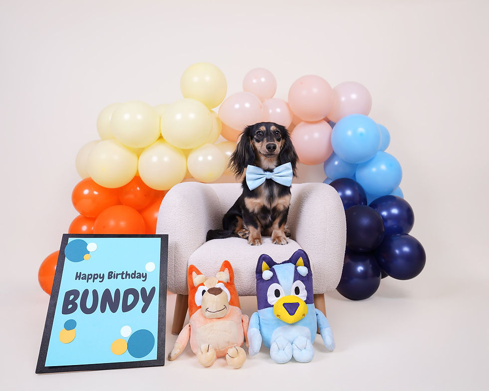 Doggy Birthday photoshoot Bluey themed