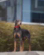 Doberman with red collar, great for a pet photoshoot.