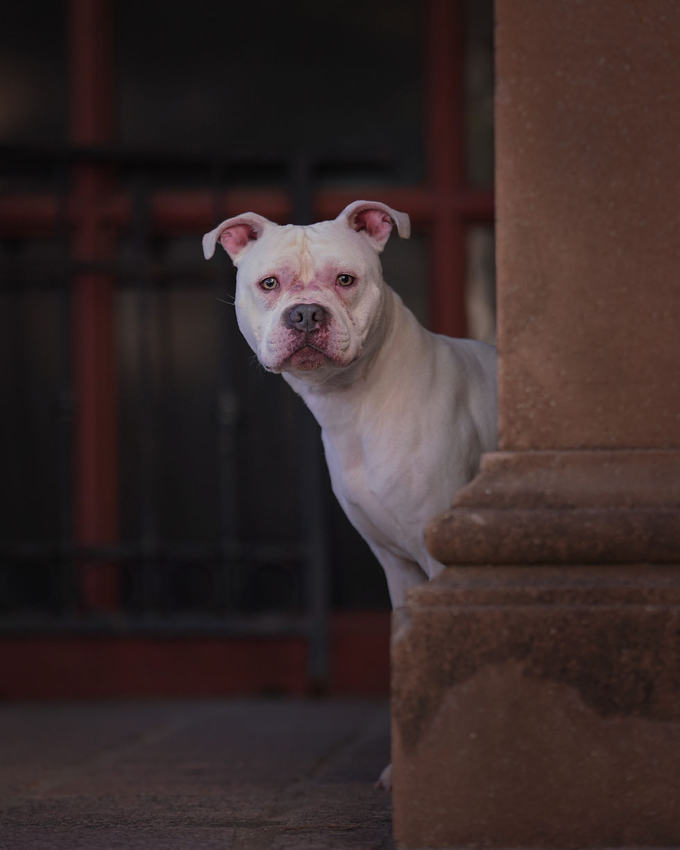 Dog Peaking shot in outdoor session