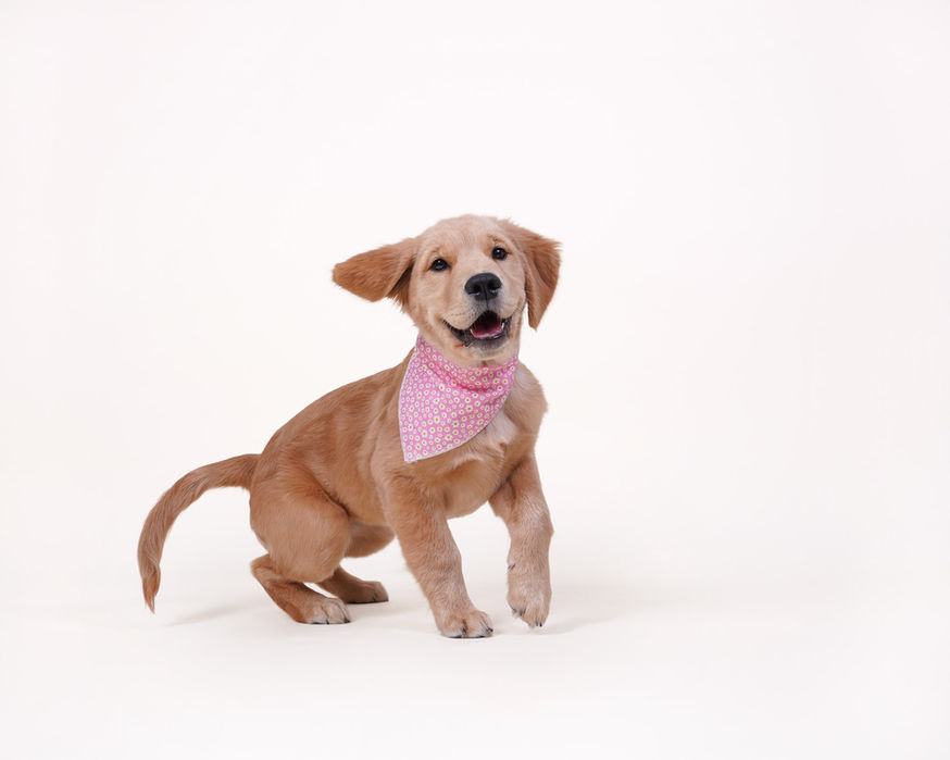 Golden puppy in pink bandana for pet photoshoot.