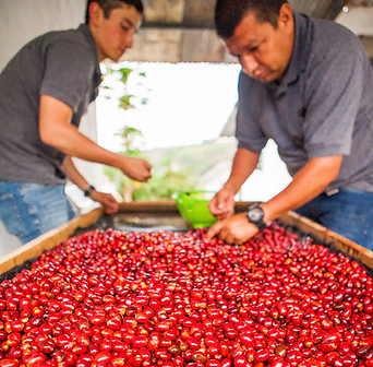 Cherry selection El Vergel2.jpg