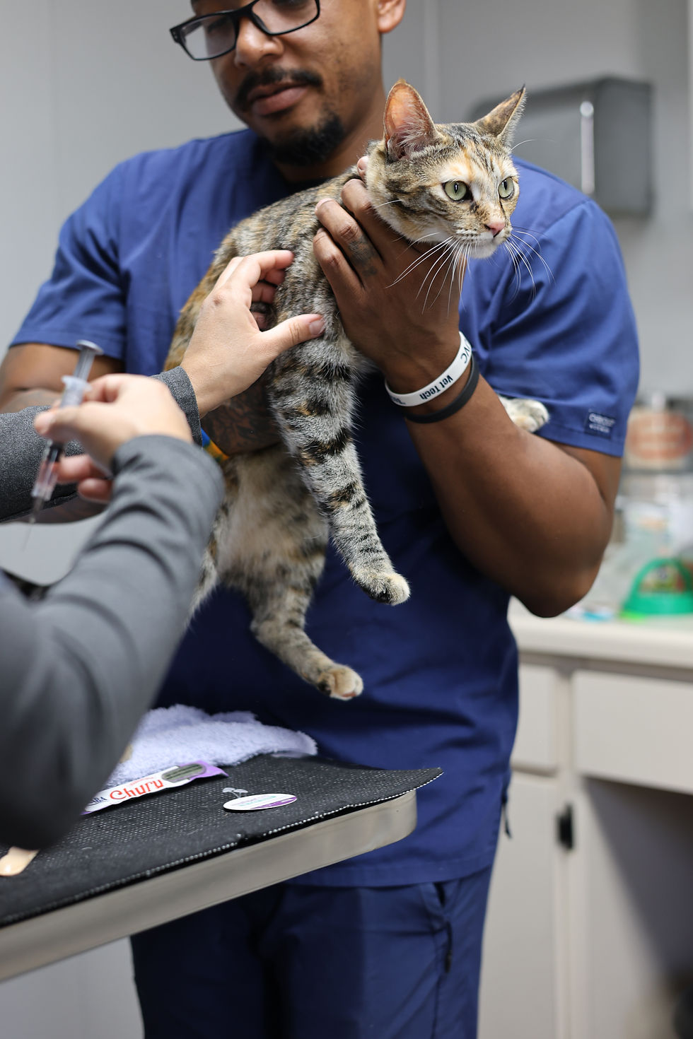 Animal health care center vet technicians vaccinating a cat using fear free techniques