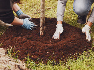 When to Plant Trees in Las Cruces, NM (Best Times of Year)