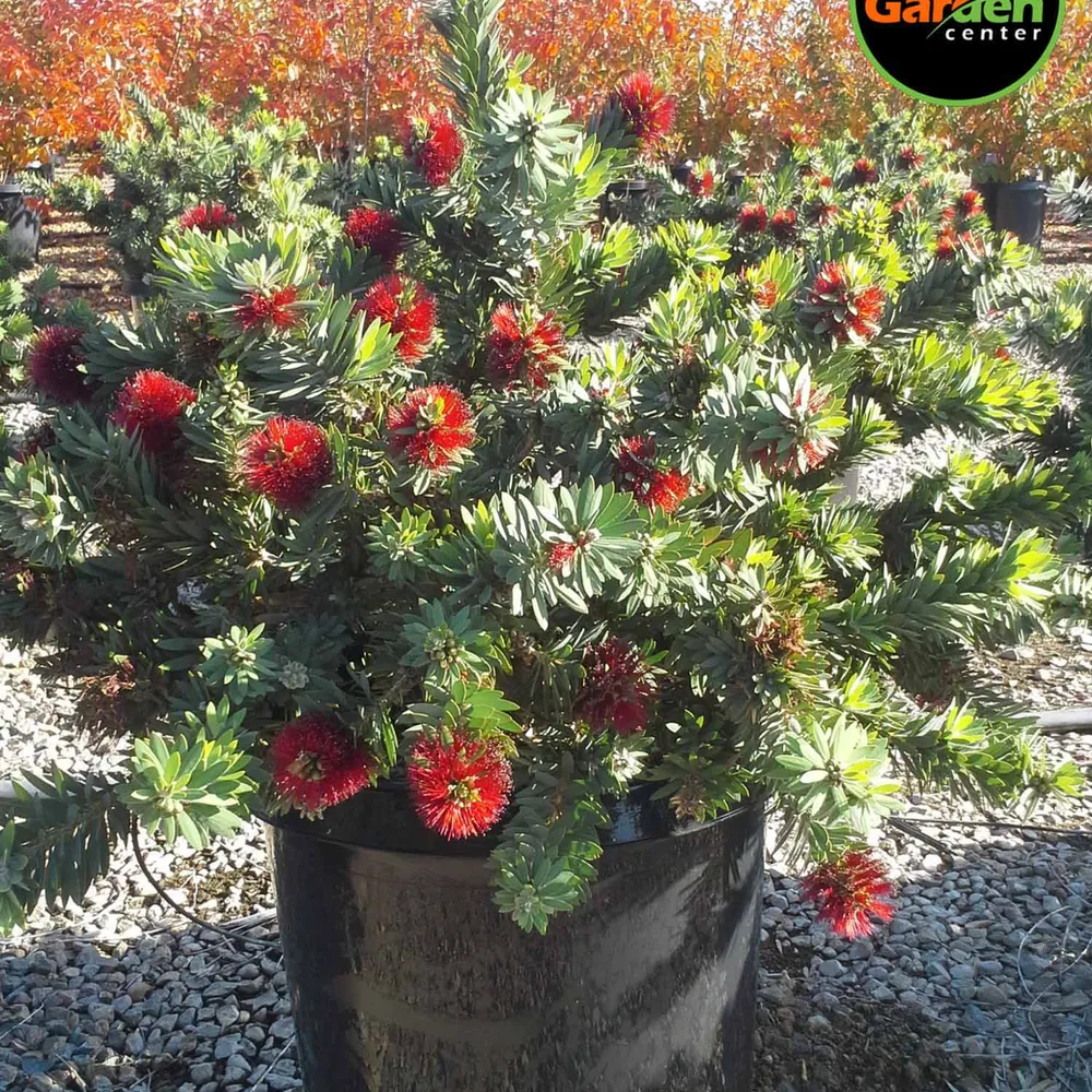 Bottlebrush ‘Little John’ at Garden Center of Las Cruces