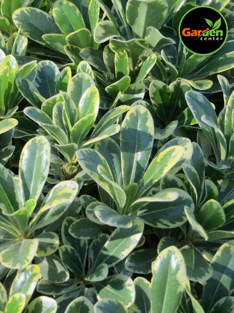 Variegated Pittosporum with compact green and cream foliage, available at Garden Center.