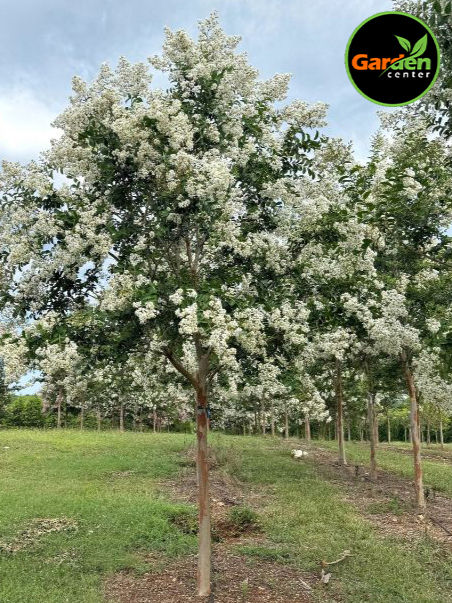 Crape Myrtle tree with abundant white summer blooms growing in a field row, available at Garden Center.