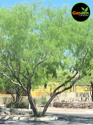 Honey Mesquite tree with airy green foliage and twisting branches, available at Garden Center.