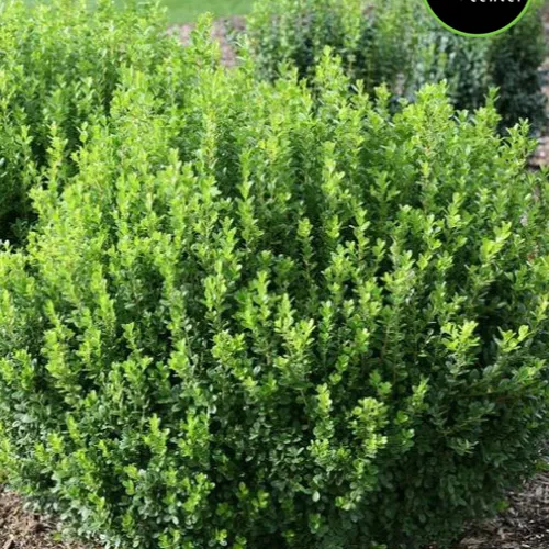 Boxwood 'Winter Gem' at Garden Center of Las Cruces