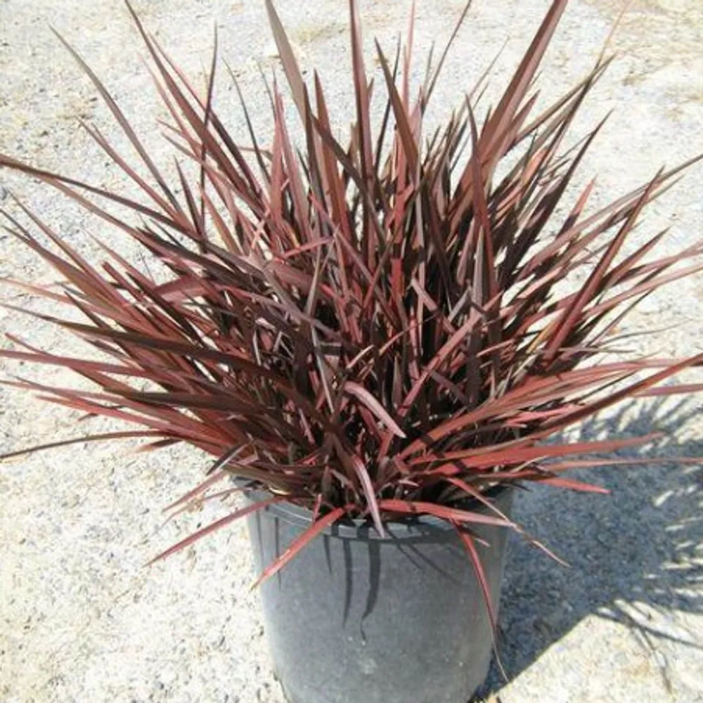 New Zealand Flax 'Rubrum' at Garden Center of Las Cruces