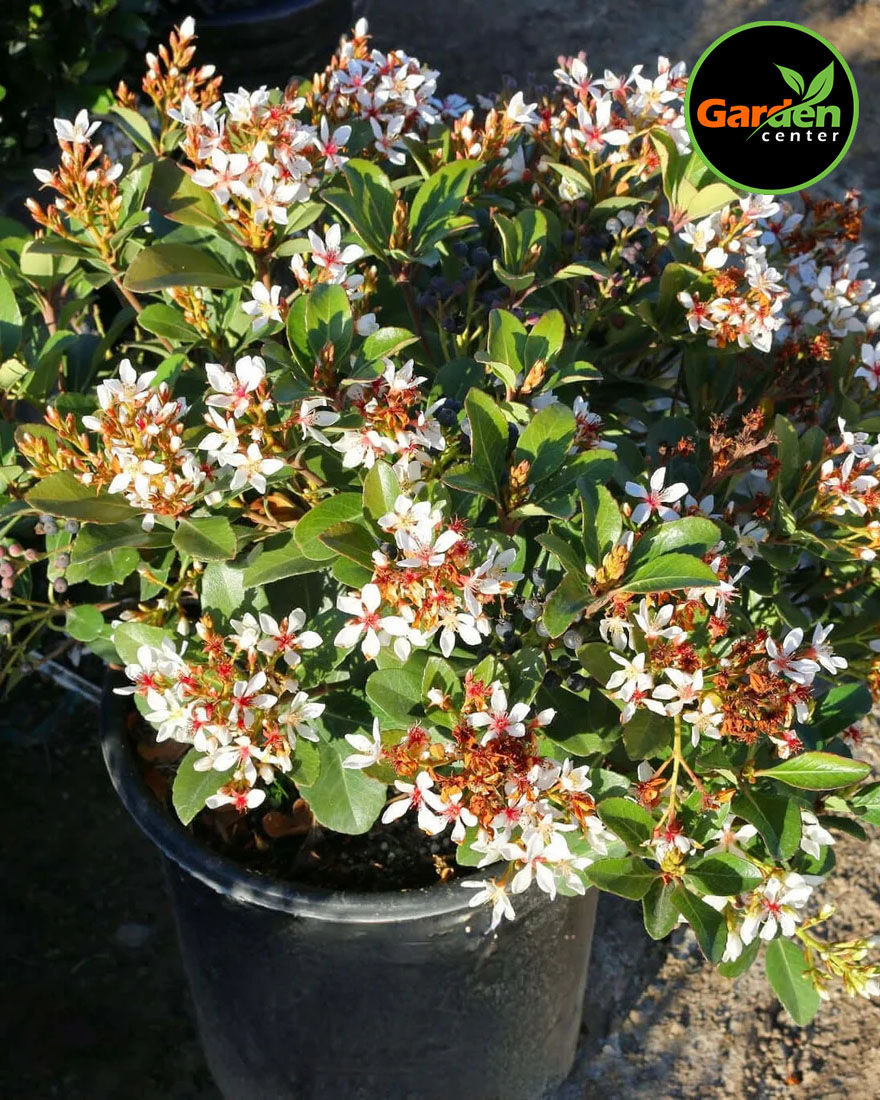 Indian Hawthorn shrub with glossy leaves and clusters of white spring flowers, available at Garden Center.
