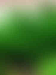 Sea Green juniper evergreen shrub with dense green foliage for landscape use, available at Garden Center.