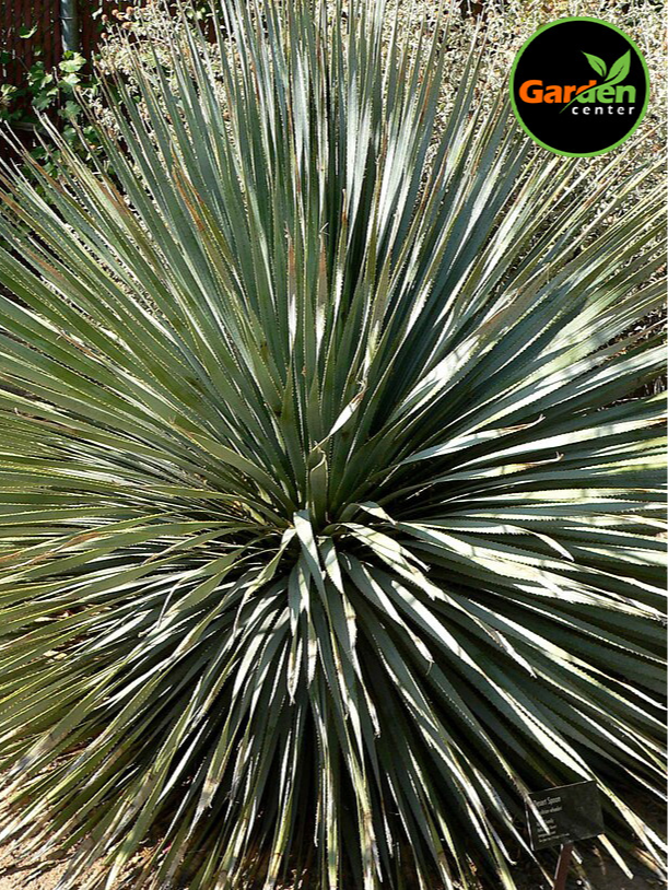 Sotol (Dasylirion wheeleri) desert spoon plant, available at Garden Center.