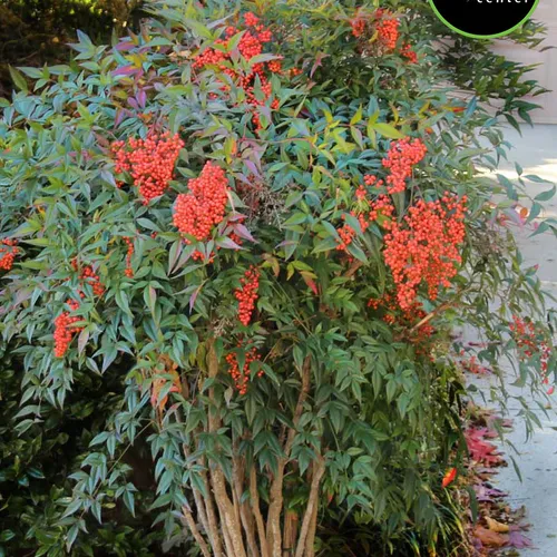 Heavenly Bamboo at Garden Center of Las Cruces