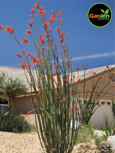 Ocotillo with bright red blooms in a desert landscape, available at Garden Center.