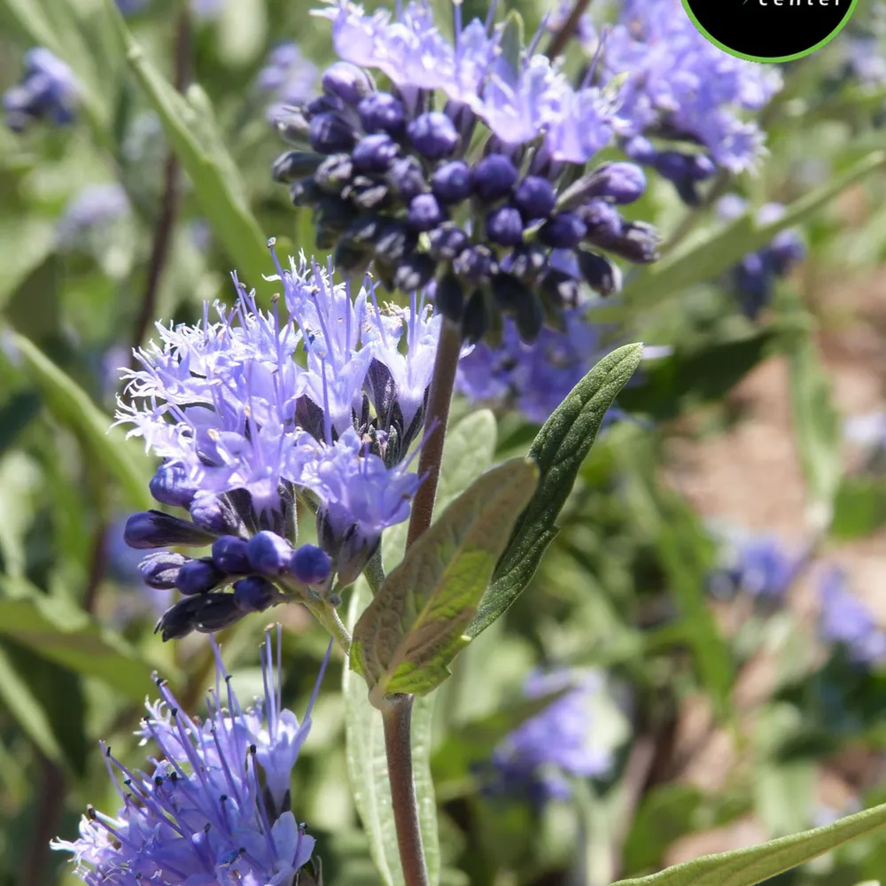 Blue Mist Spirea at Garden Center of Las Cruces