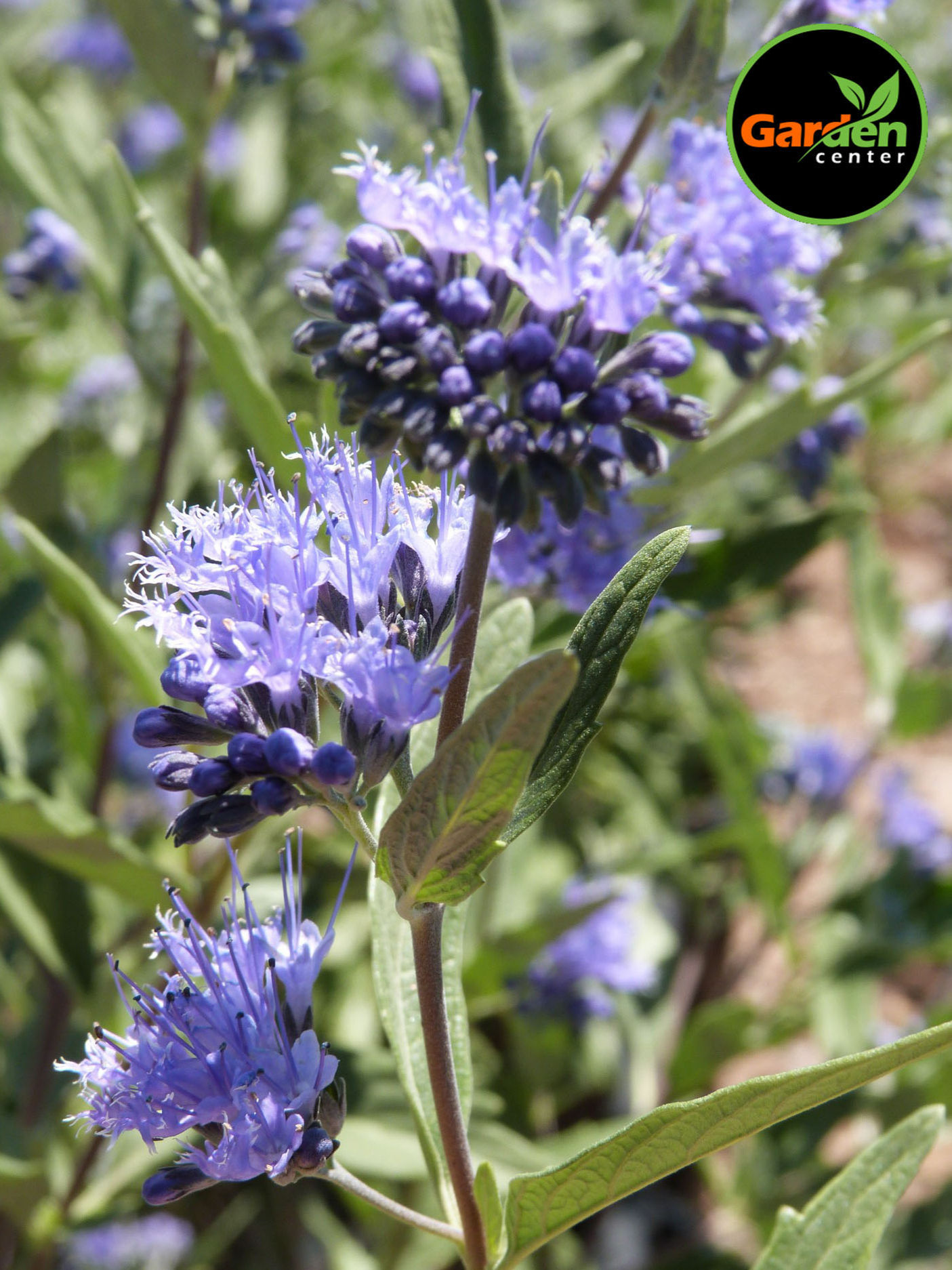 Blue Mist Shrub (Caryopteris × clandonensis) available at Garden Center.