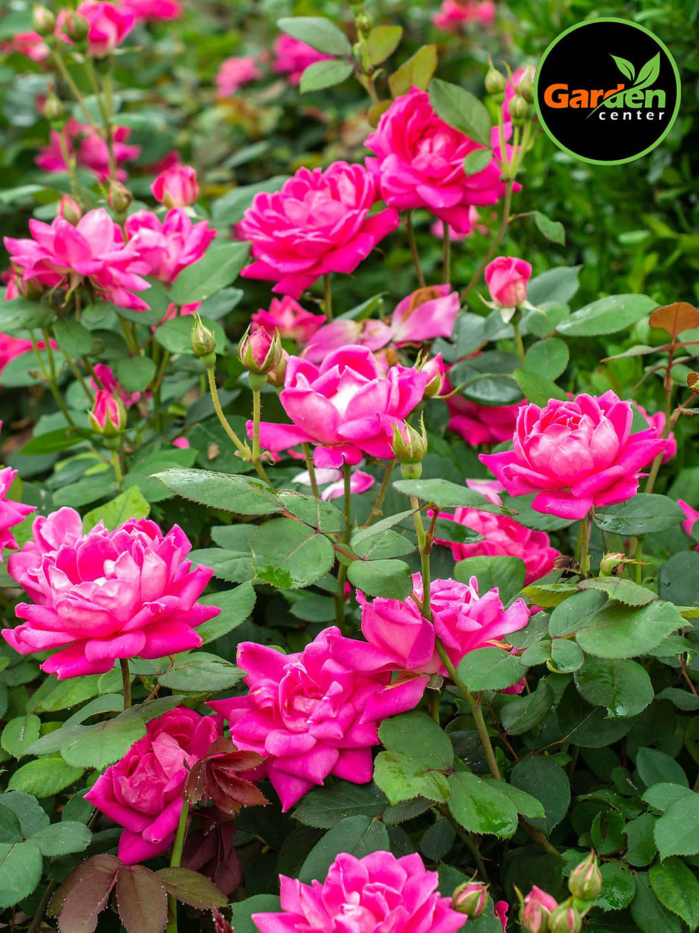 Pink Double Knock Out rose with vibrant blooms and green foliage, available at Garden Center.