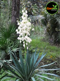Soft leaf yucca (Yucca recurvifolia) evergreen desert plant, available at Garden Center.