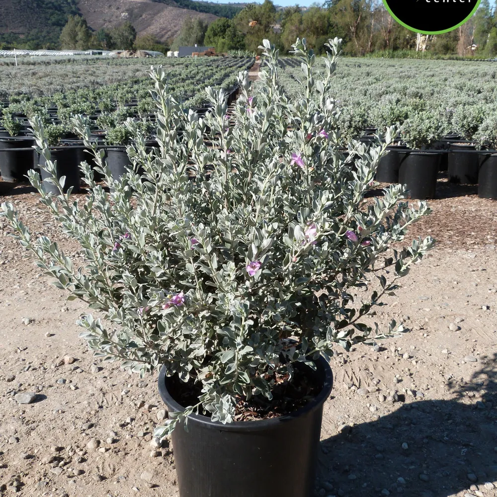 Texas Sage 'Compacta' at Garden Center of Las Cruces