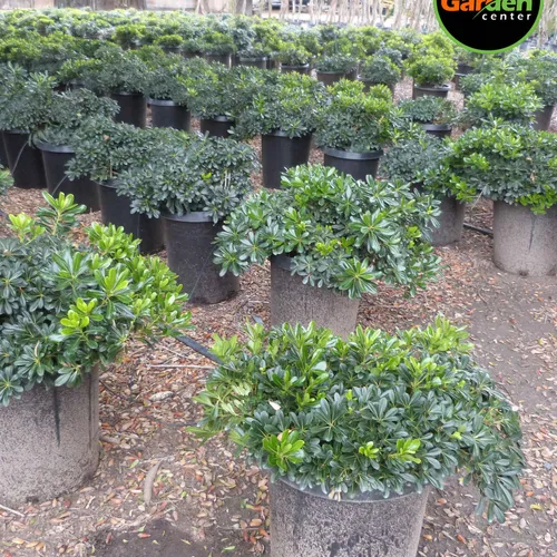 Pittosporum 'Wheeler's Dwarf' at Garden Center of Las Cruces