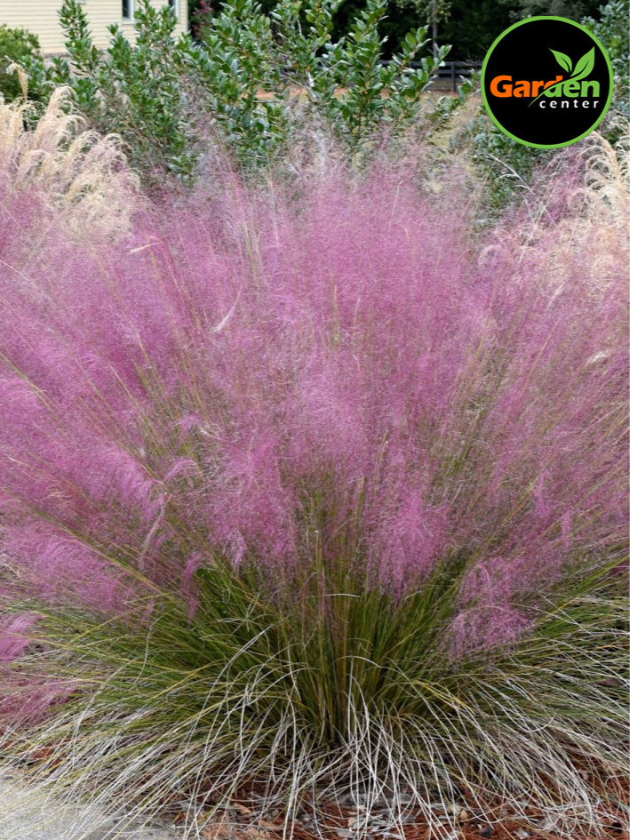 Pink muhly grass (Muhlenbergia capillaris) with airy pink plumes, available at Garden Center.