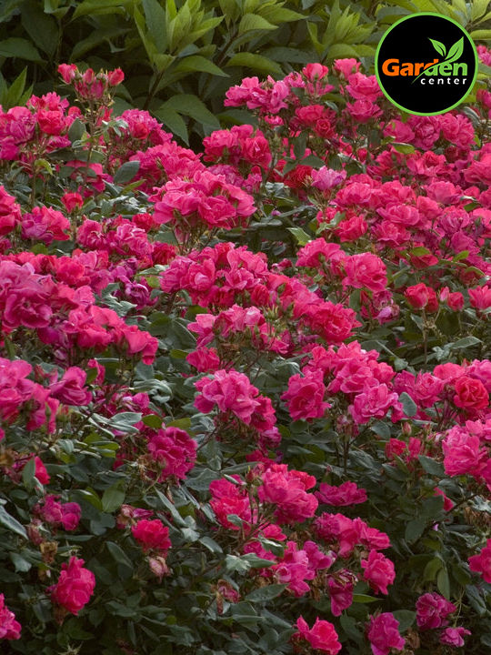 Knock Out® Rose (Rosa ‘Radrazz’) vibrant pink flowering shrub, available at Garden Center.