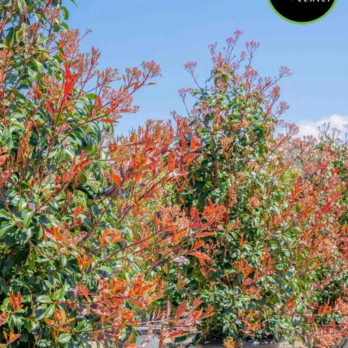 Red Tip Photinia at Garden Center of Las Cruces