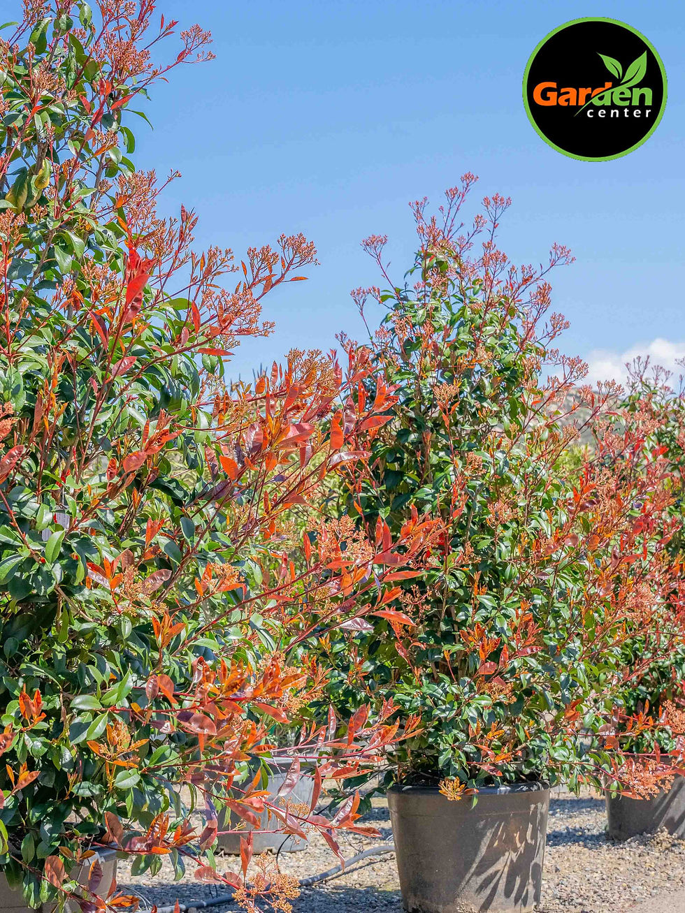 Red tip photinia (Photinia × fraseri) evergreen hedge with red new growth, available at Garden Center.