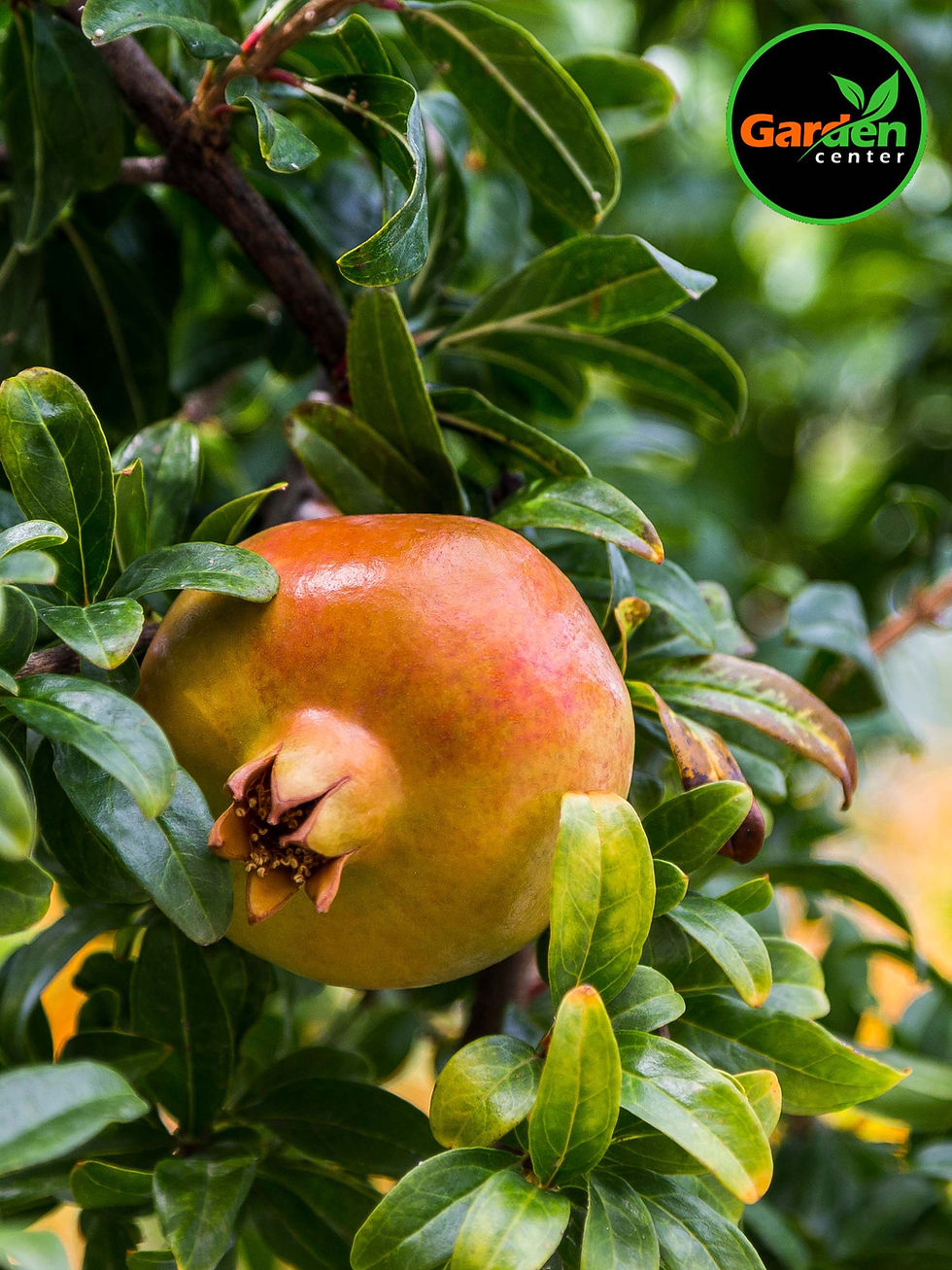 Utah Sweet pomegranate (Punica granatum) ripening on tree, available at Garden Center.