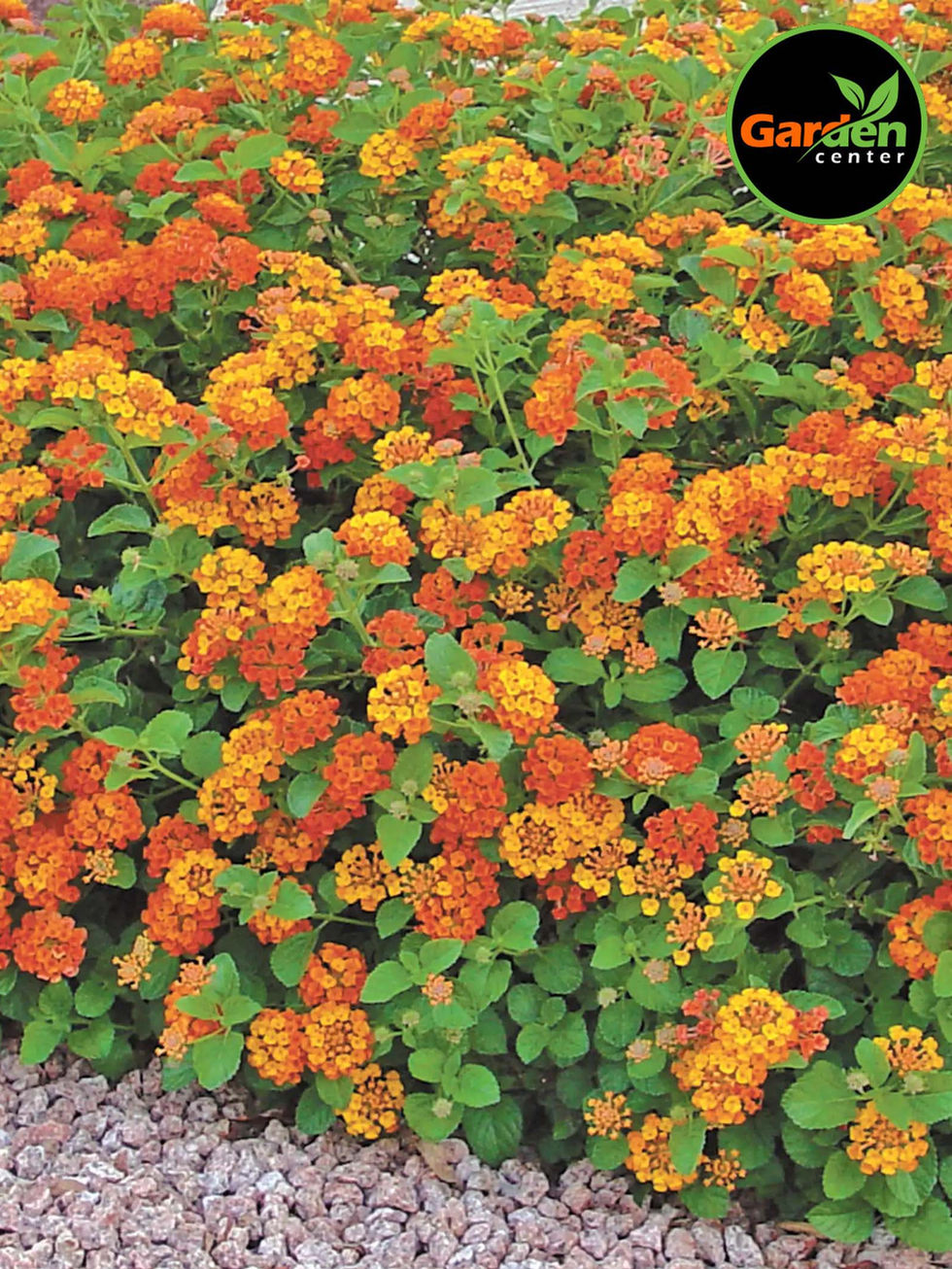 Radiation lantana (Lantana camara) with orange and yellow blooms, available at Garden Center.