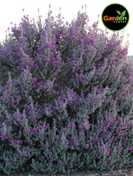 Texas sage (Leucophyllum) desert shrub with silvery foliage and purple blooms, available at Garden Center.
