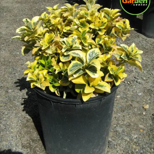 Golden Euonymus at Garden Center of Las Cruces
