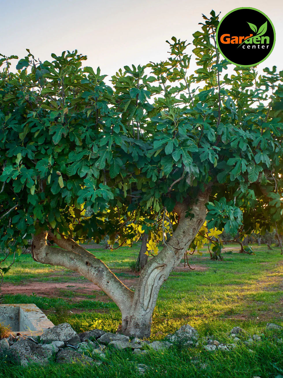 Brown Turkey fig tree with dense green foliage and spreading branches, available at Garden Center.