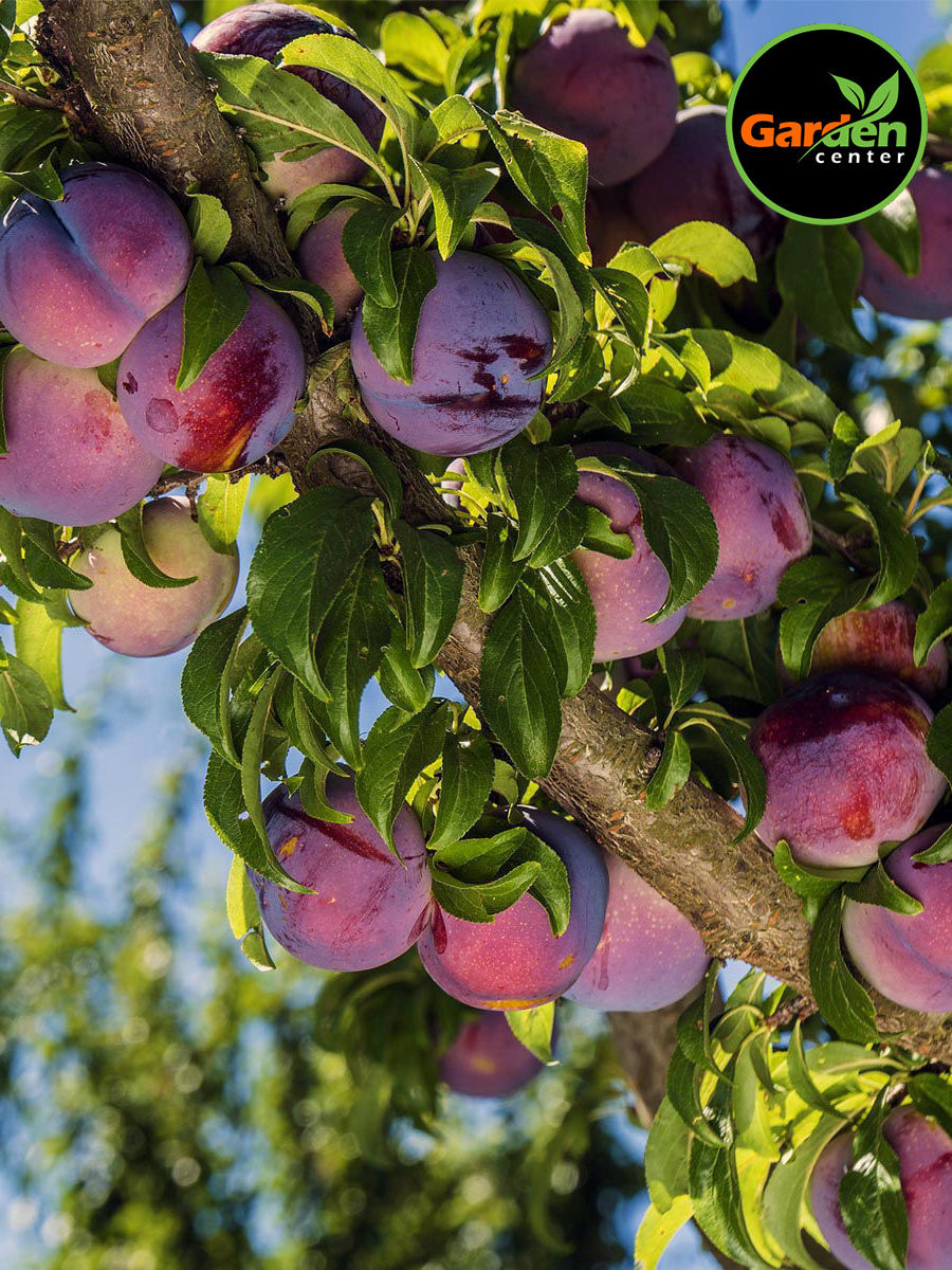 Santa Rosa plum tree (Prunus salicina) with ripe purple fruit, available at Garden Center.