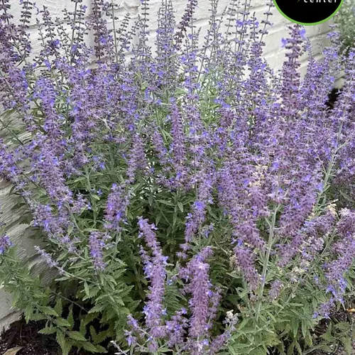 Russian Sage 'Little Spire' at Garden Center of Las Cruces