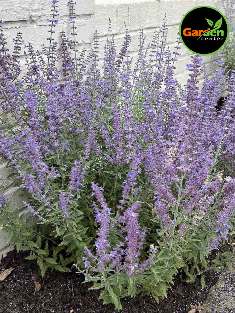 Russian sage ‘Little Spire’ (Perovskia) with purple flower spikes, available at Garden Center.