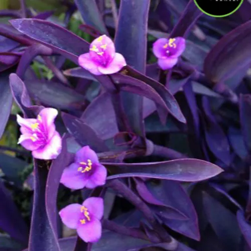 Purple Heart at Garden Center of Las Cruces