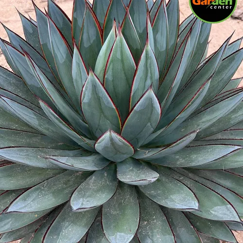 Agave 'Blue Glow' at Garden Center of Las Cruces