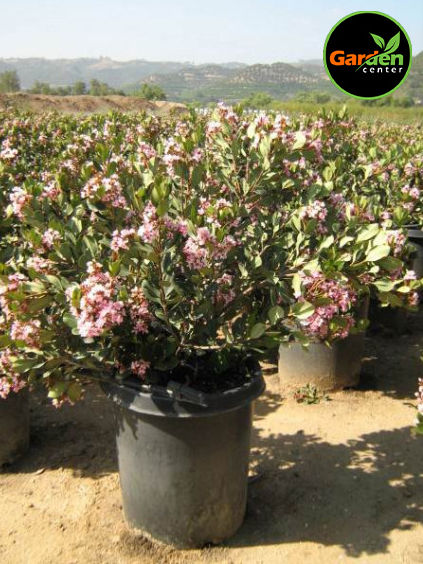 Pink Lady Indian Hawthorn with glossy foliage and clusters of soft pink blooms, available at Garden Center.