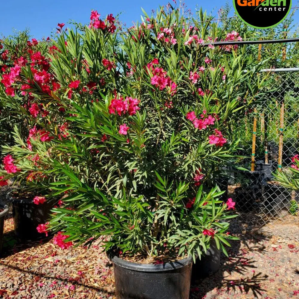 Oleander ‘Hardy Red’ at Garden Center of Las Cruces