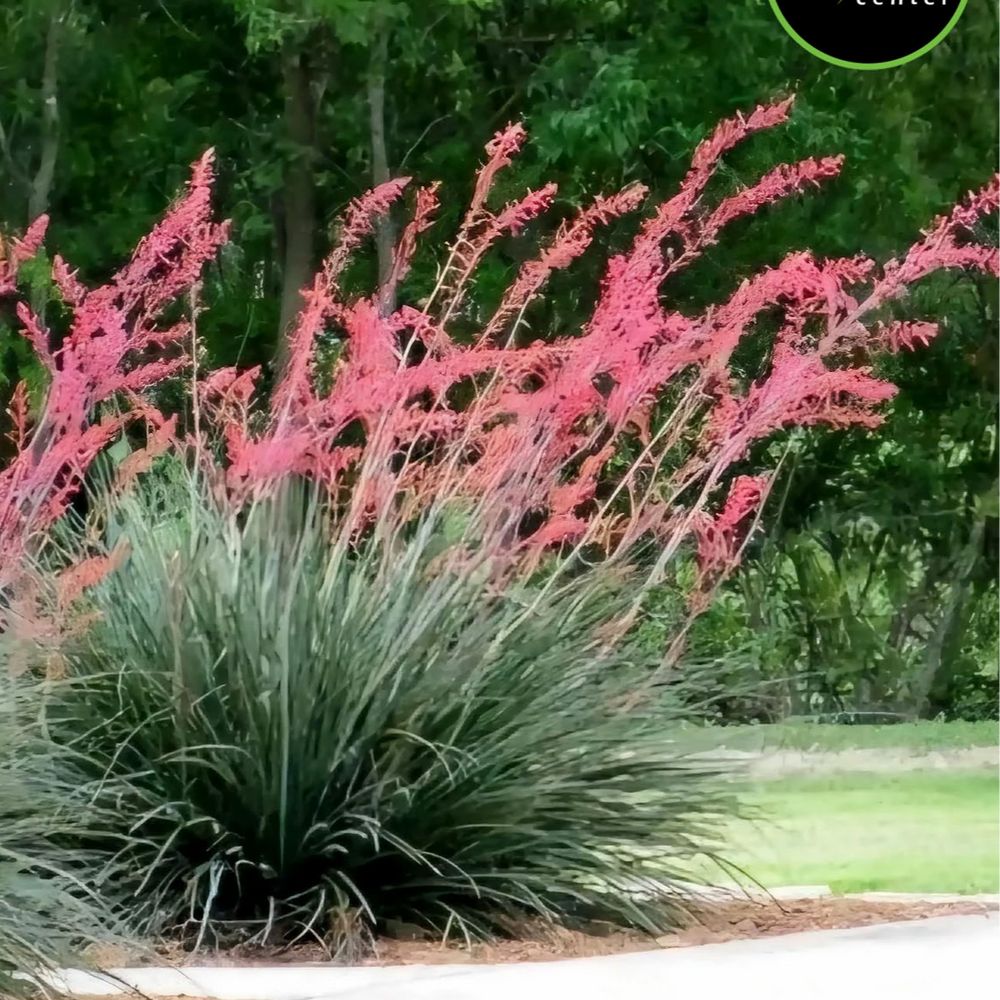Red Yucca at Garden Center of Las Cruces