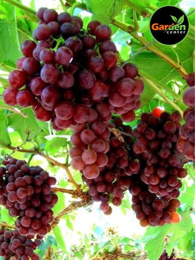 Flame Seedless grape (Vitis vinifera) with clusters of red table grapes, available at Garden Center.